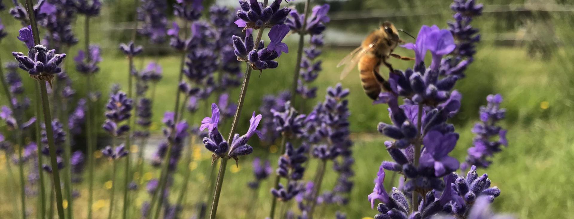 Pelindaba Lavender Farm - Organic Culinary Lavender