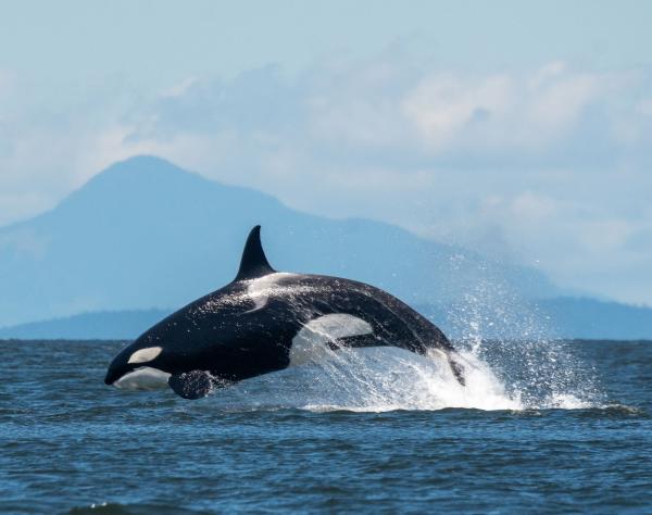 Orca Breaching, Whale Watching on San Juan Island, Washington