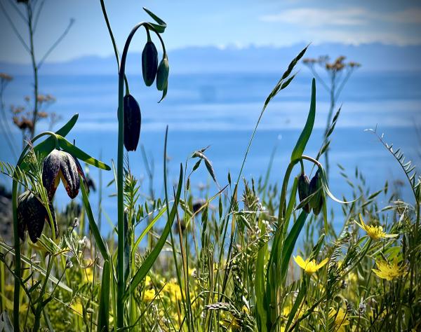 San Juan Island, Washington